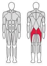 Тренажер для ягодичных мышц радиальный XR131