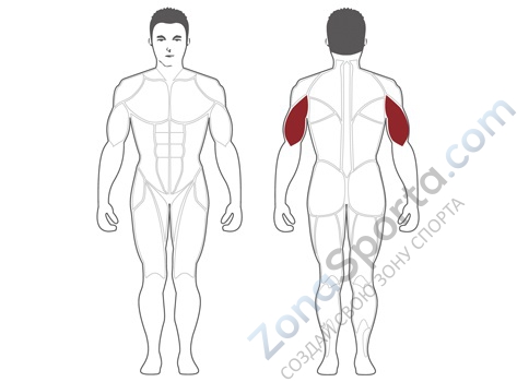 Отжимание сидя Steel Flex Hope HTM1000